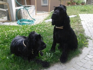 Max and Peluche are very friendly dogs who live with us along with Darcy the labrador, however if you are allergic to dogs please let us know