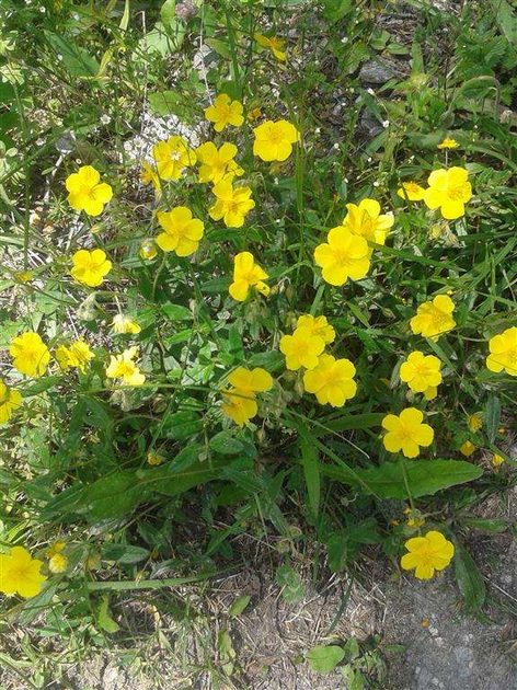 Mountain flora
