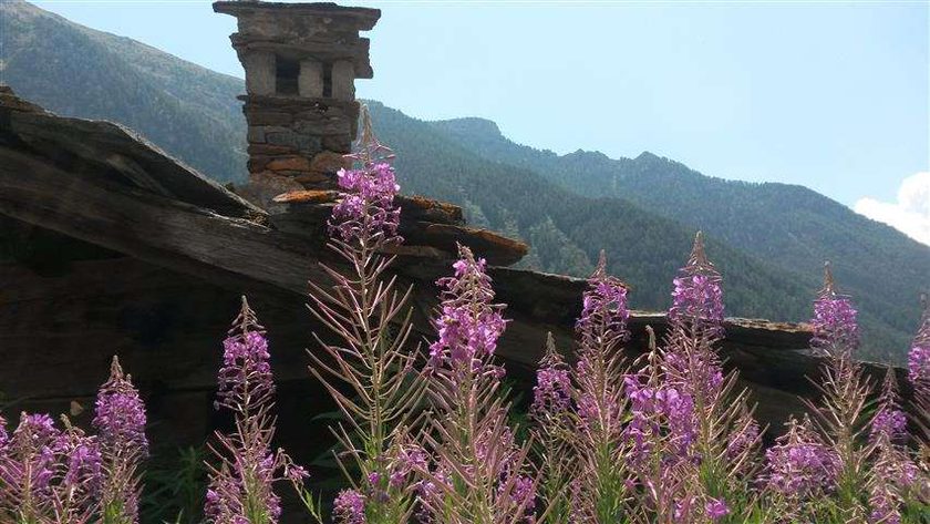 somme of the flora of the area